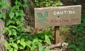 Poison Ivy Warning Sign