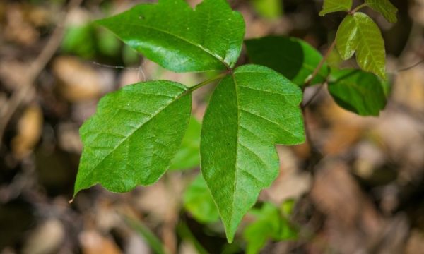 What To Do If You Touch A Poisonous Plant - Dilworth Dermatology and Laser